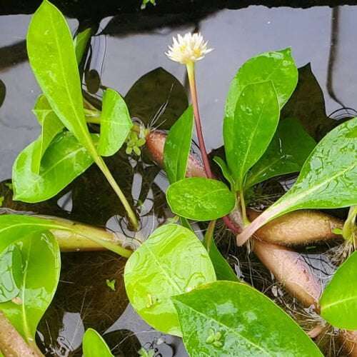 'Neptune's Crown' Floating Plant