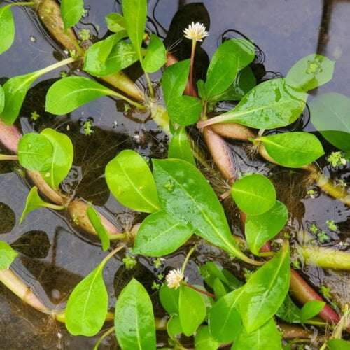 Neptune's Crown Floating Plant