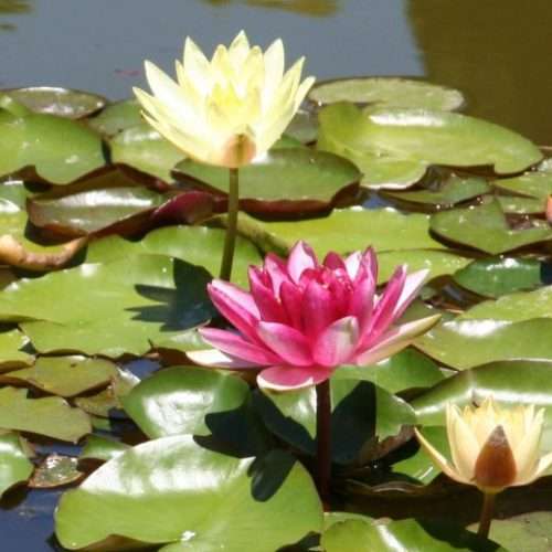 Some water lilies in “New York-New Jersey Quartet” of Water Lilies