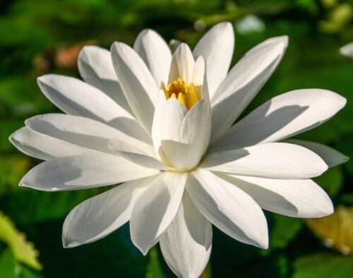'Sir Galahad' night-blooming tropical water lily closeup.