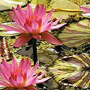 'Pink Perfection' Tropical Water Lily