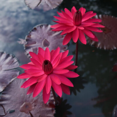 'Red Flare' tropical night-blooming water lilies.
