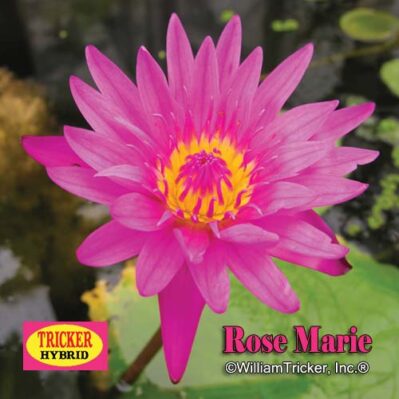 'Rose Marie' Tropical Water Lily