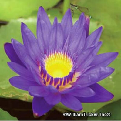 'Royal Purple' Pygmy Tropical Water Lily