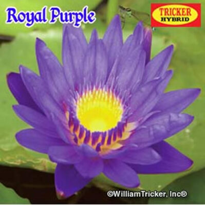 'Royal Purple' Pygmy Tropical Water Lily