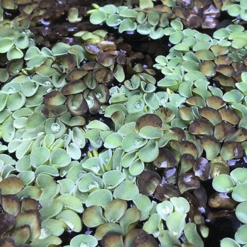 'Salvinia' Aquatic Plant