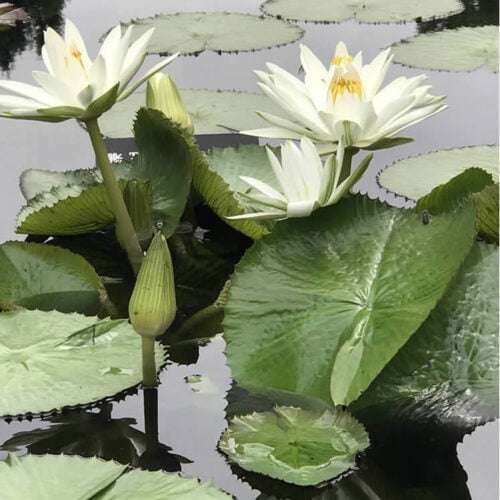 Sir Galahad Tropical Night-Blooming Water Lilies