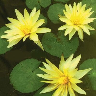 'St Louis Gold' Pygmy Tropical Water Lilies