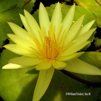 'St. Louis' Gold Tropical Water Lily closeup.