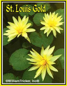 ‘St. Louis’ Tropical Water Lilies