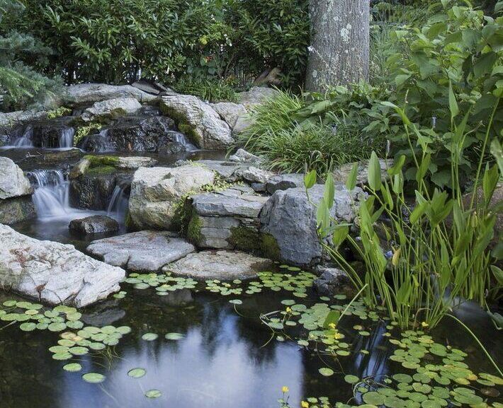 Still pond and plants