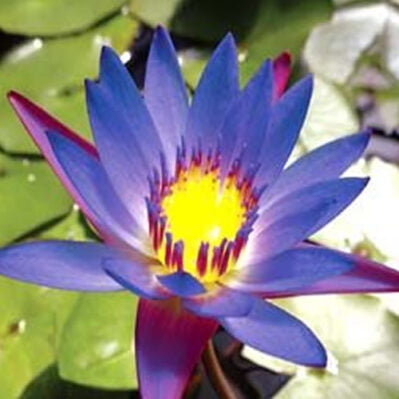 'Tina' Tropical Water Lily