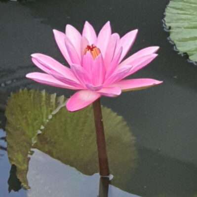 'Trickeri' Night-Blooming Tropical Water Lily