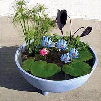 Tub Garden Display