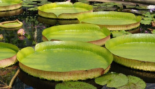 Victoria Large Water Lilies and Flower