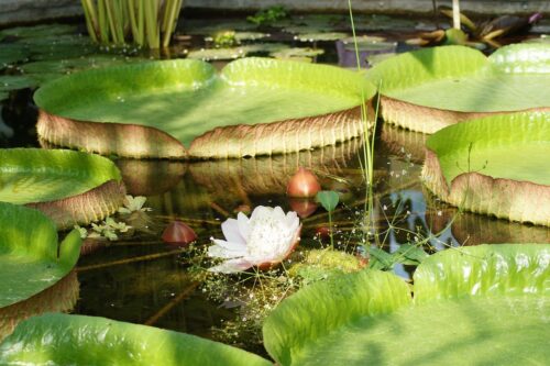 Victoria Large Water Lily Pads and Flower