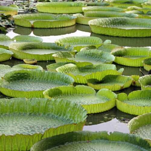 Victoria water lily