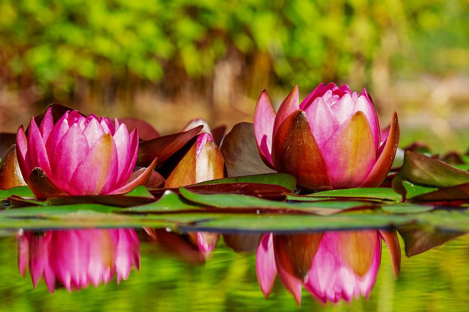 Water Lilies in Pond