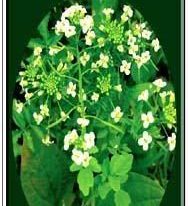 'Water Cress' Flowering Plant