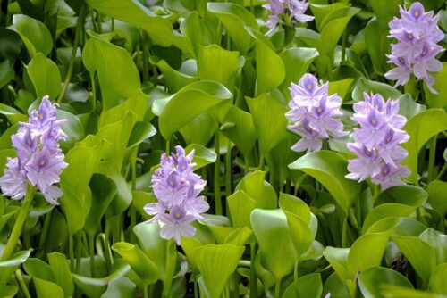 Water Hyacinth Floating Plant - Image 5