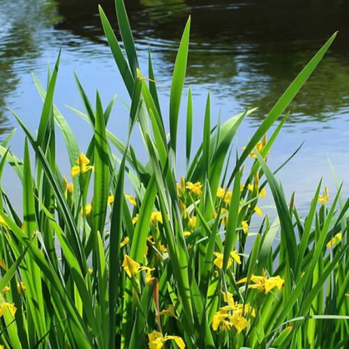Yellow Iris at bank of lake/pond