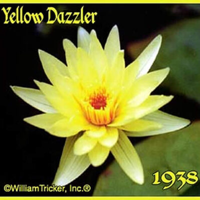 'Yellow Dazzler' Tropical Water Lily closeup