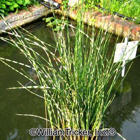 'Zebra Rush' Bog Plant