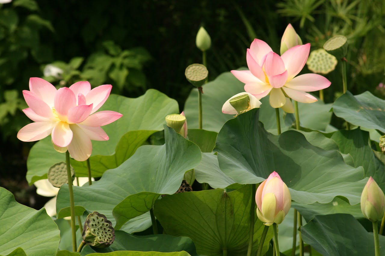 Pink lotuses