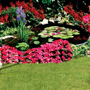 Kidney shaped pond