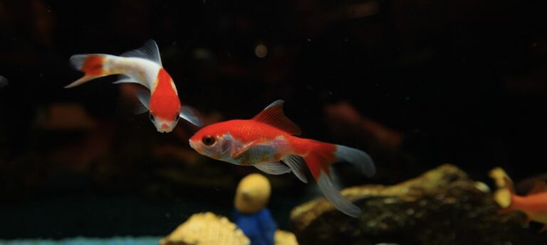 Caring for Fish