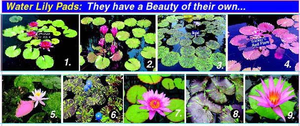 Different Water Lily Pads