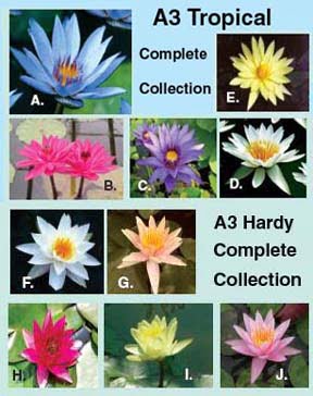 Complete Aquatic Collection A-3