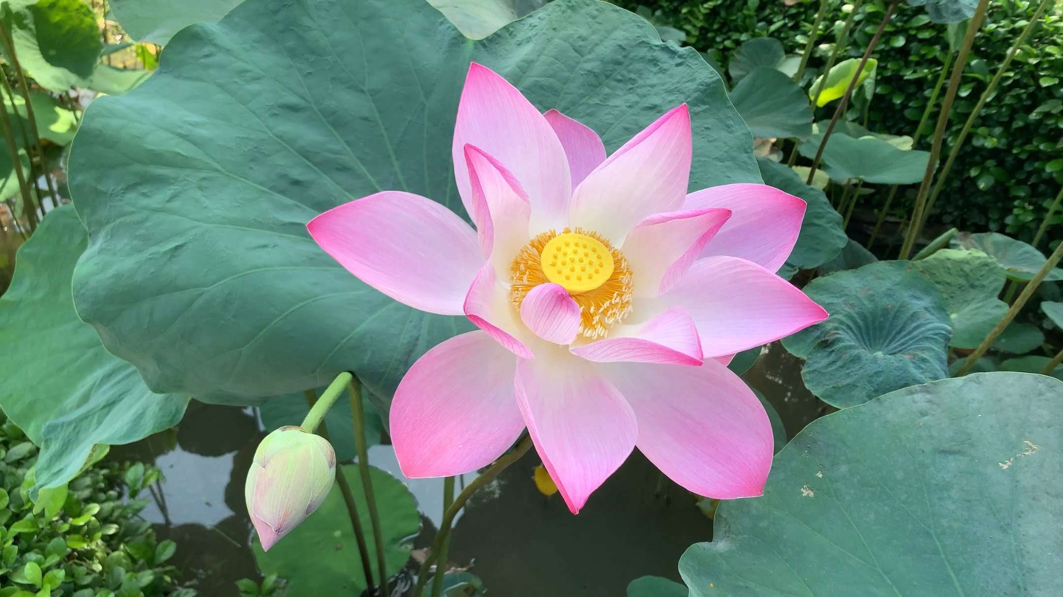 Pink lotus in breeze