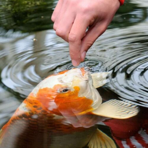 Feeding koi carp by hand (Cyprinus Rubrofuscus)