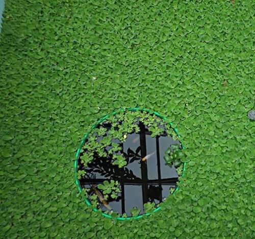 Fish Feeding Ring - Image 2