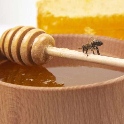 Honey bee on the honey paddle over cup of honey.