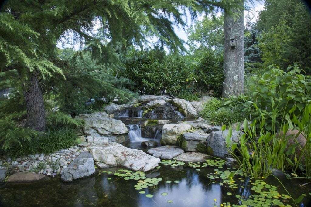 Pond falls, water lilies, taros rocks