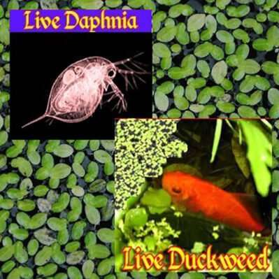 Standing Order for Live Daphnia &/or Duckweed Fish Food