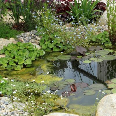 Water Lilies in a Pond with Marginal Plants