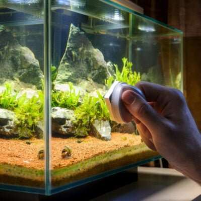 Home aquarium cleaning using magnetic fish tank cleaner
