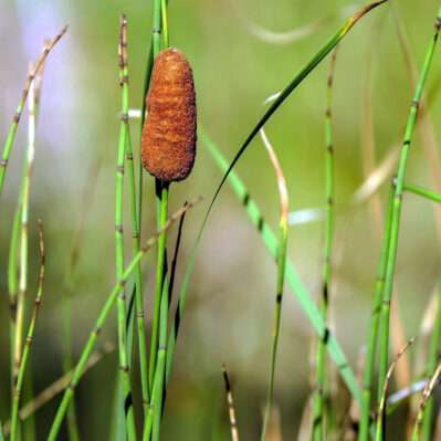Dwarf Catkin Cattail closeup with horsetails